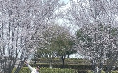 青青草原免费视频